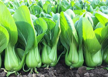 配送新鮮蔬菜:上海青