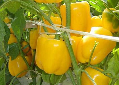 新鮮蔬菜配送:甜椒